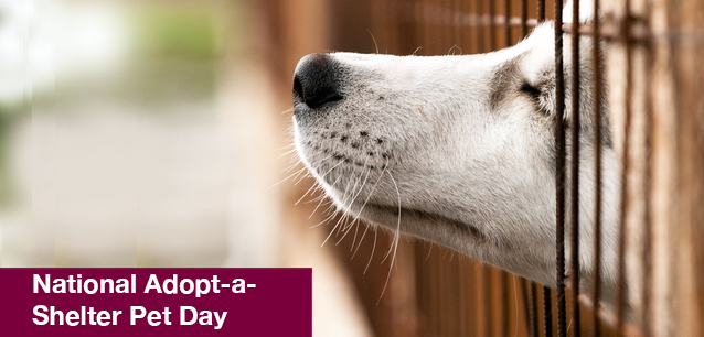 No image found National_Adopt-a-Shelter Pet_DayE.png